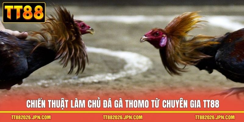 Đá Gà Thomo TT88 - Trải Nghiệm Trường Kê Đỉnh Cao 2026 3 Chiến thuật làm chủ đá gà Thomo từ chuyên gia TT88