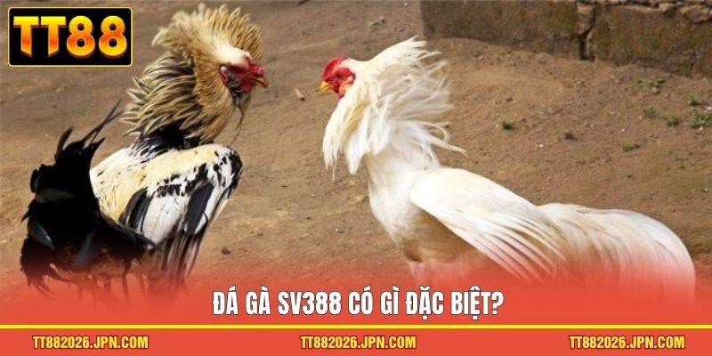 Đá Gà SV388 - Đấu Trường Chiến Kê Rực Lửa Đỉnh Cao 2026 1 Đá gà SV388 có gì đặc biệt?