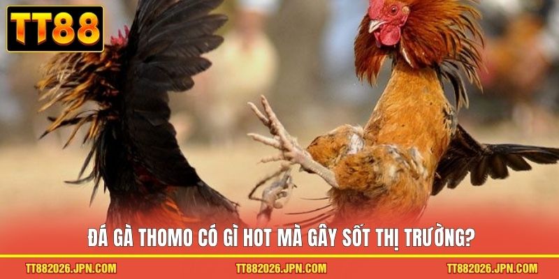 Đá Gà Thomo TT88 - Trải Nghiệm Trường Kê Đỉnh Cao 2026 1 Đá gà Thomo có gì hot mà gây sốt thị trường?