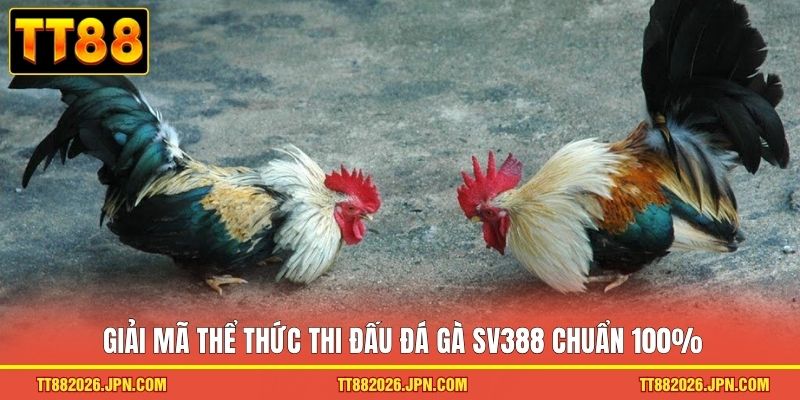 Đá Gà SV388 - Đấu Trường Chiến Kê Rực Lửa Đỉnh Cao 2026 2 Giải mã thể thức thi đấu đá gà SV388 chuẩn 100%
