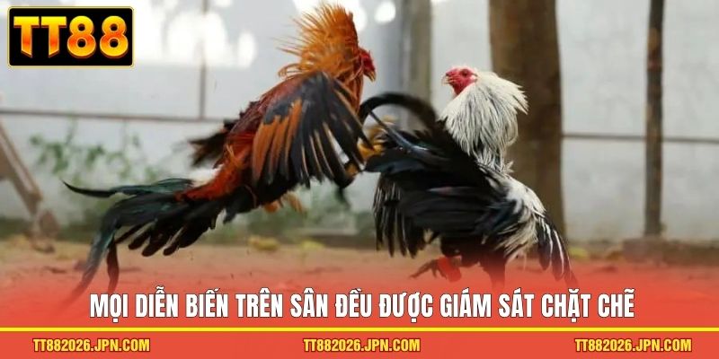Đá gà TT88 2 Mọi diễn biến trên sân đều được giám sát chặt chẽ
